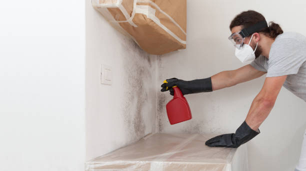 Professional Mold Cleanup technician working in Seaboard, NC