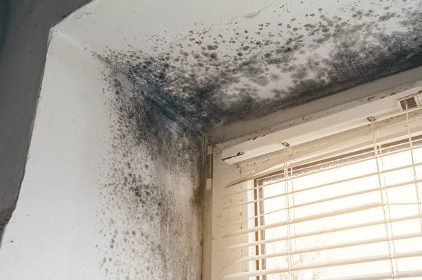 Affordable Mold Cleanup solutions in Seaboard, NC